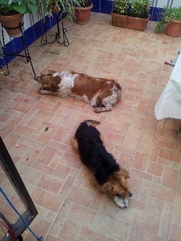 Comiendo un palito con Calcetines en el patio